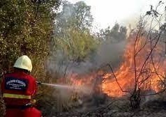 Aggiornamento del catasto dei soprassuoli percorsi dal fuoco (anno 2020)